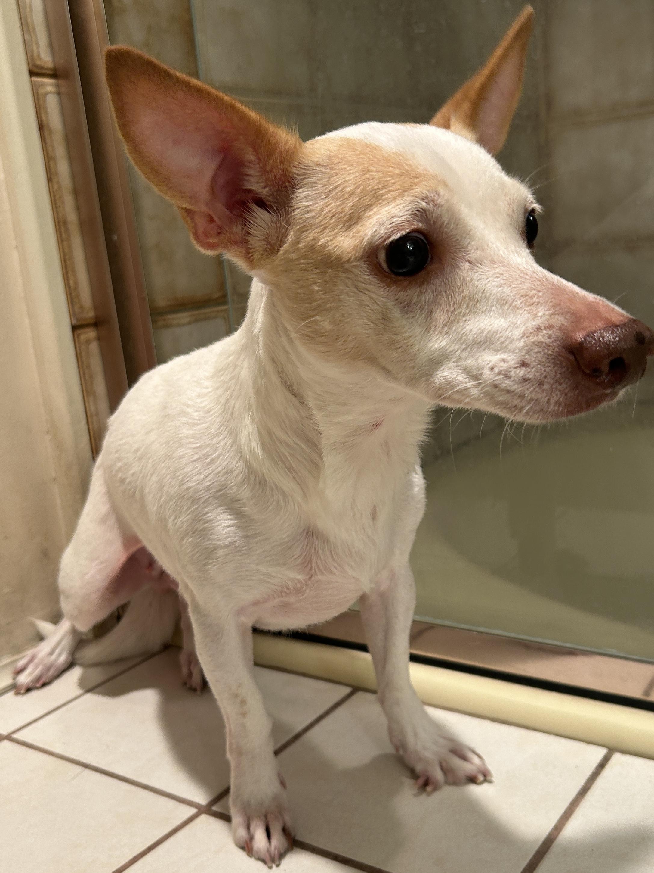 JACKIE, Adult Female unknown