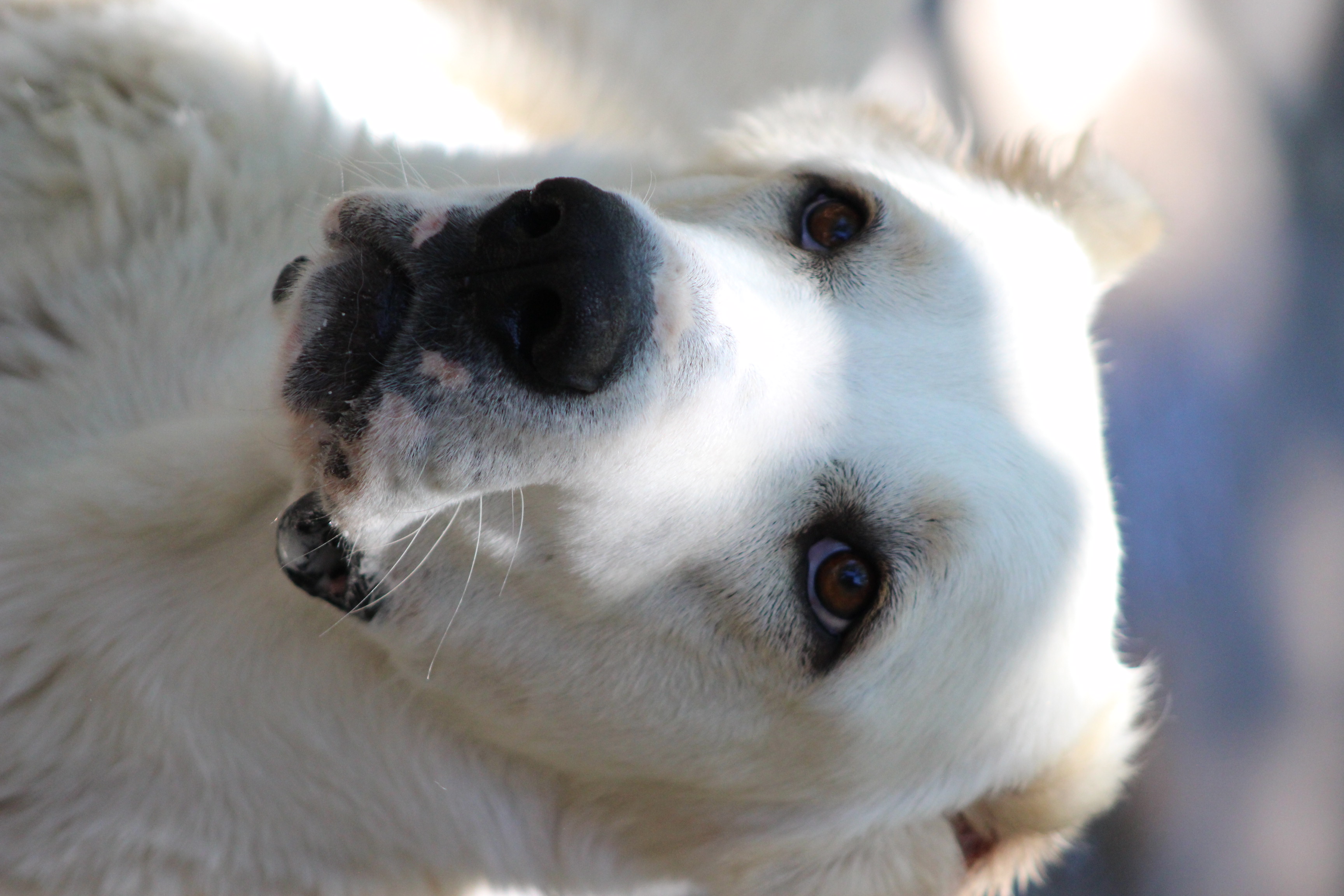 TINY, a Adoptable Caucasian Sheepdog / Caucasian Ovtcharka in San Bernardino, CA image 1/3