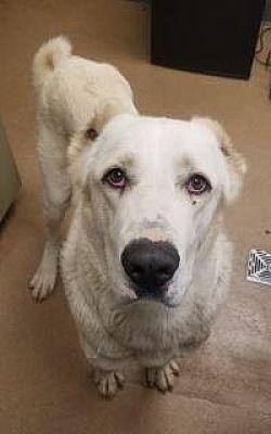 TINY, a Adoptable Caucasian Sheepdog / Caucasian Ovtcharka in San Bernardino, CA image 2/3
