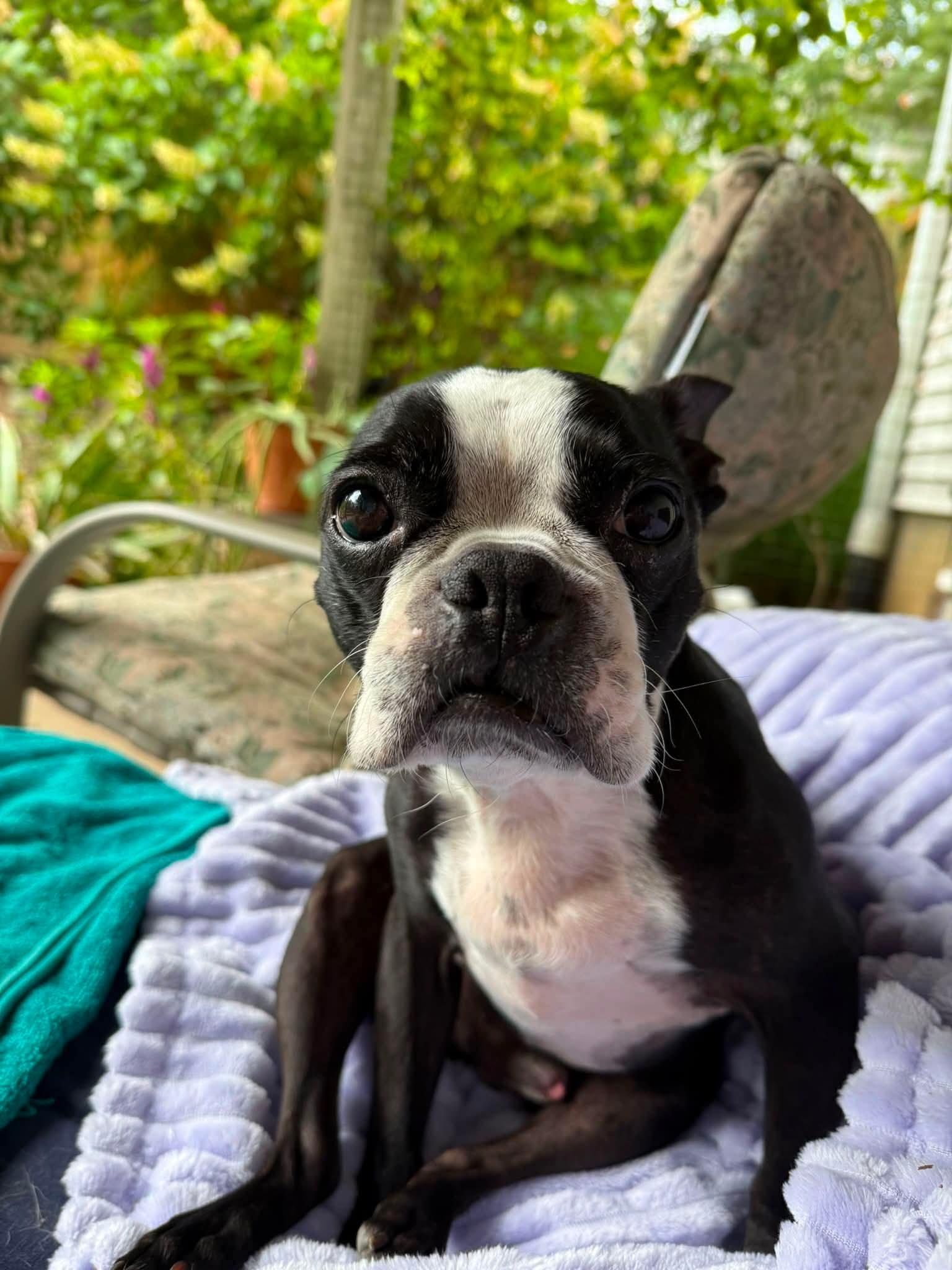 Enlarge Bandit in KS, a ADOPTABLE Boston Terrier in Wichita, KS image 6/6