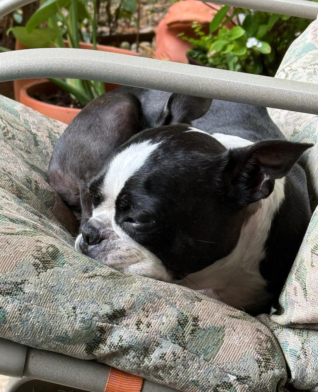Enlarge Bandit in KS, a ADOPTABLE Boston Terrier in Wichita, KS image 4/6