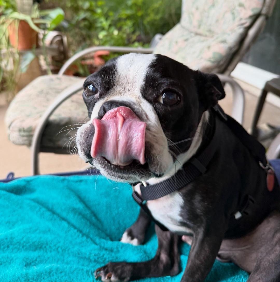 Enlarge Bandit in KS, a ADOPTABLE Boston Terrier in Wichita, KS image 5/6