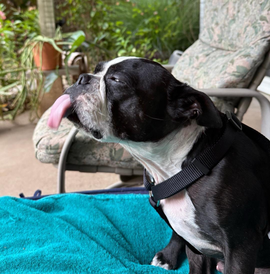 Enlarge Bandit in KS, a ADOPTABLE Boston Terrier in Wichita, KS image 3/6