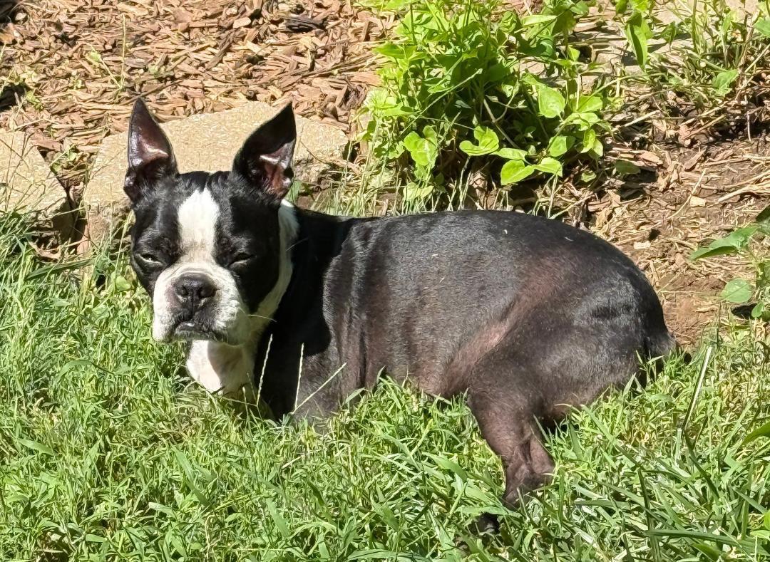 Enlarge Bandit in KS, a ADOPTABLE Boston Terrier in Wichita, KS image 2/6