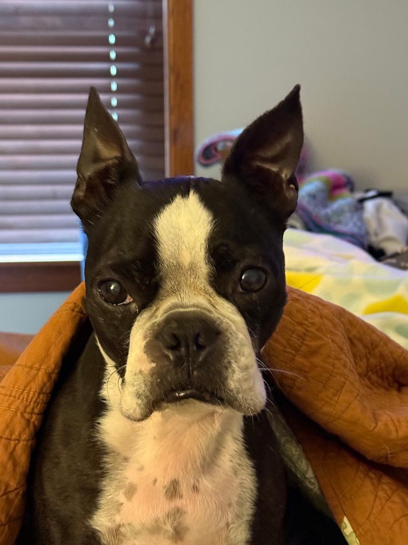 Bandit in KS, ADOPTABLE, Senior Male Boston Terrier.
