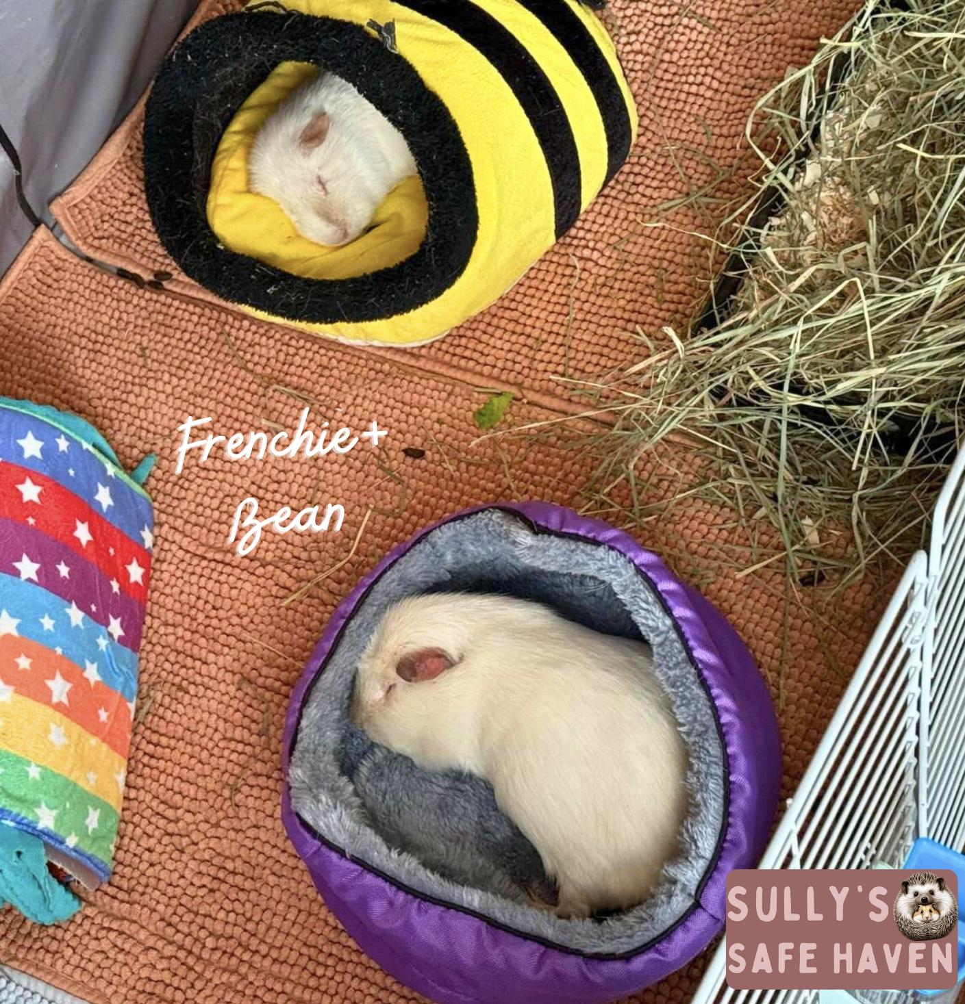 Enlarge Frenchie+Bean *BONDED*, a Adoptable Short-Haired in Snohomish , WA image 2/5