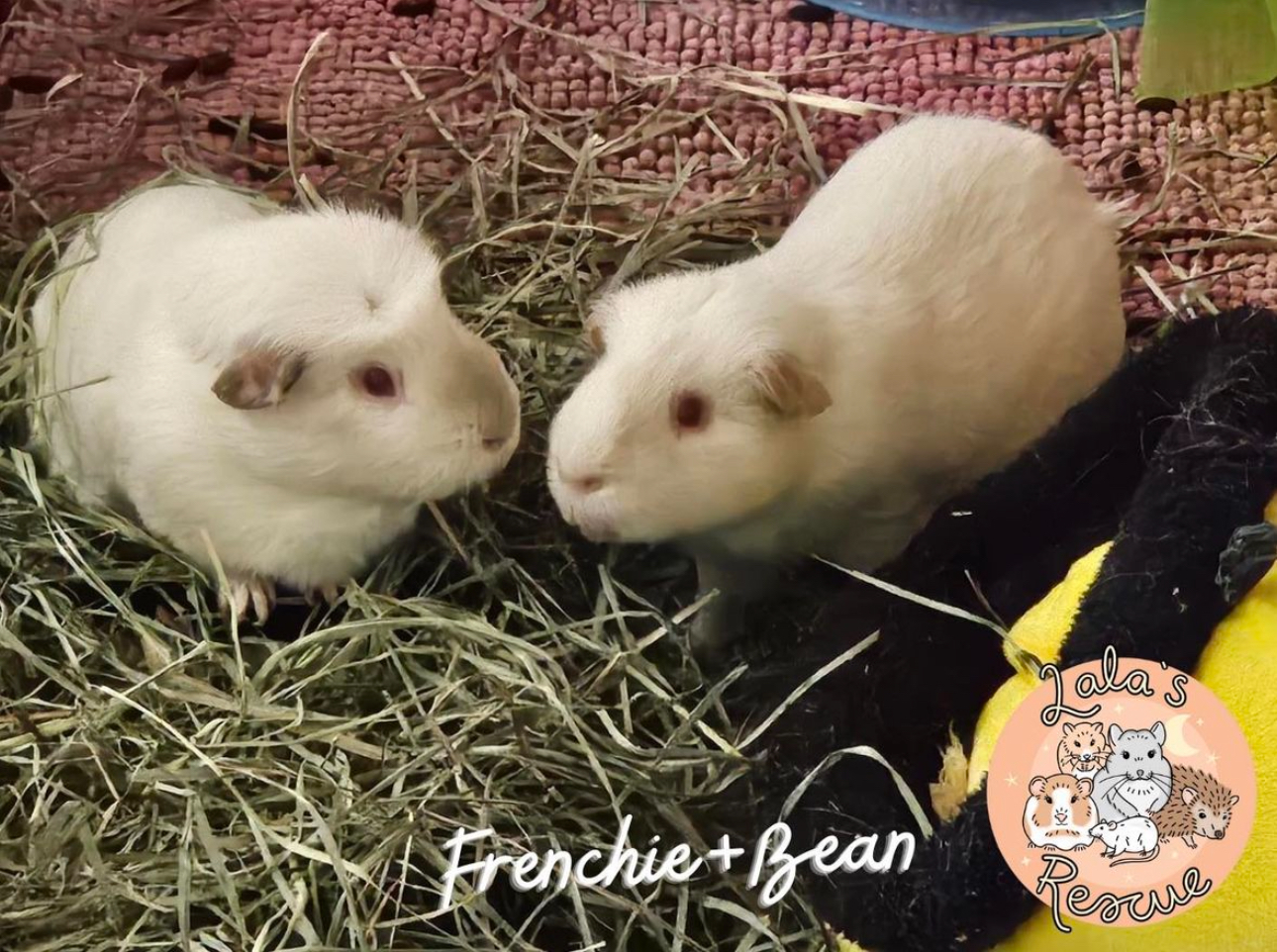 Enlarge Frenchie+Bean *BONDED*, a Adoptable Short-Haired in Snohomish , WA image 4/5