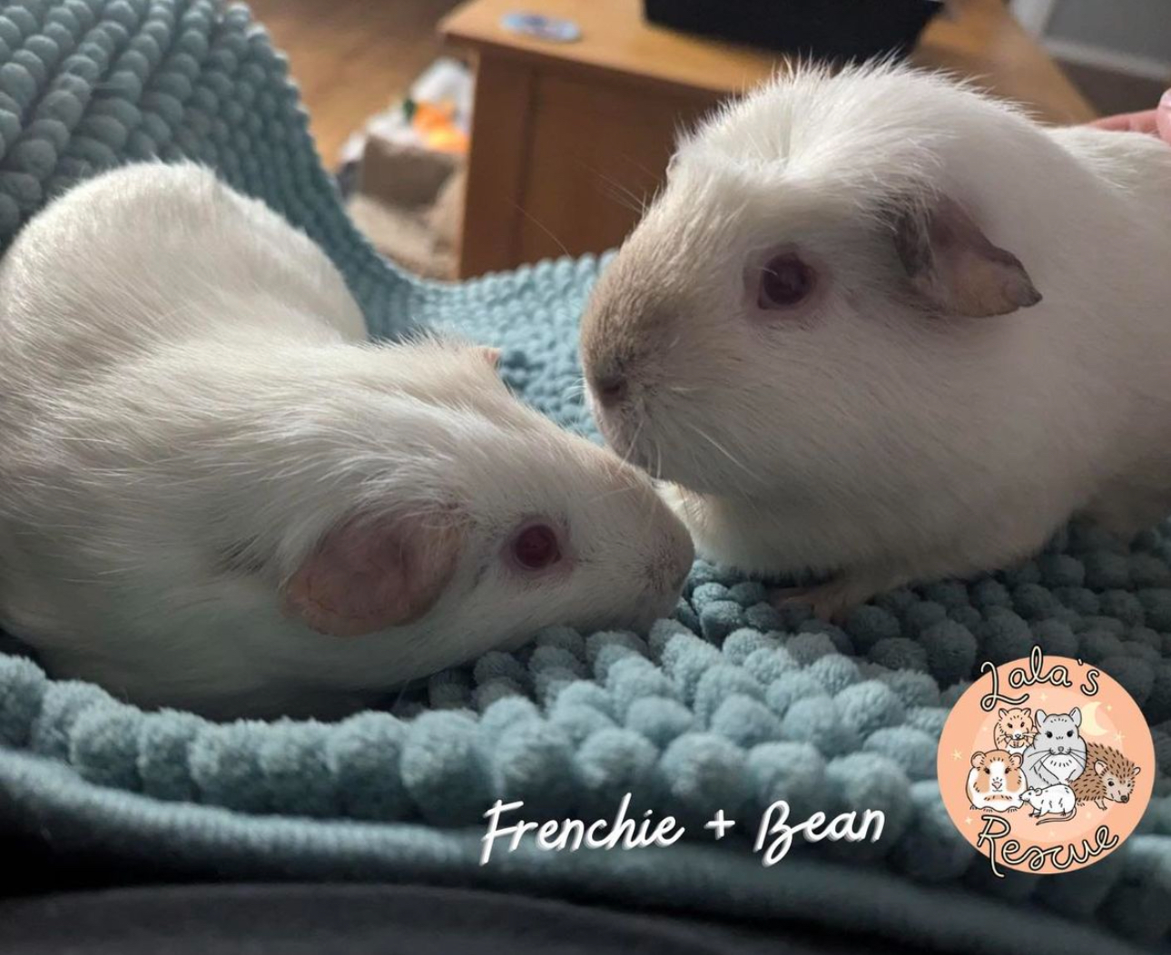 Enlarge Frenchie+Bean *BONDED*, a Adoptable Short-Haired in Snohomish , WA image 3/5