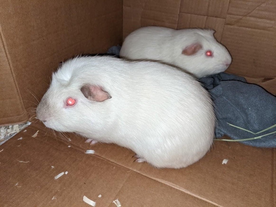 Enlarge Frenchie+Bean *BONDED*, a Adoptable Short-Haired in Snohomish , WA image 5/5