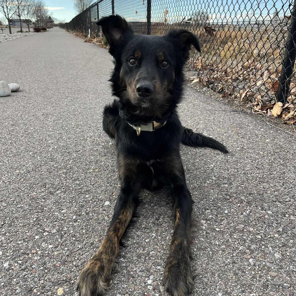 Riot, Adoptable, Adult Male Border Collie.