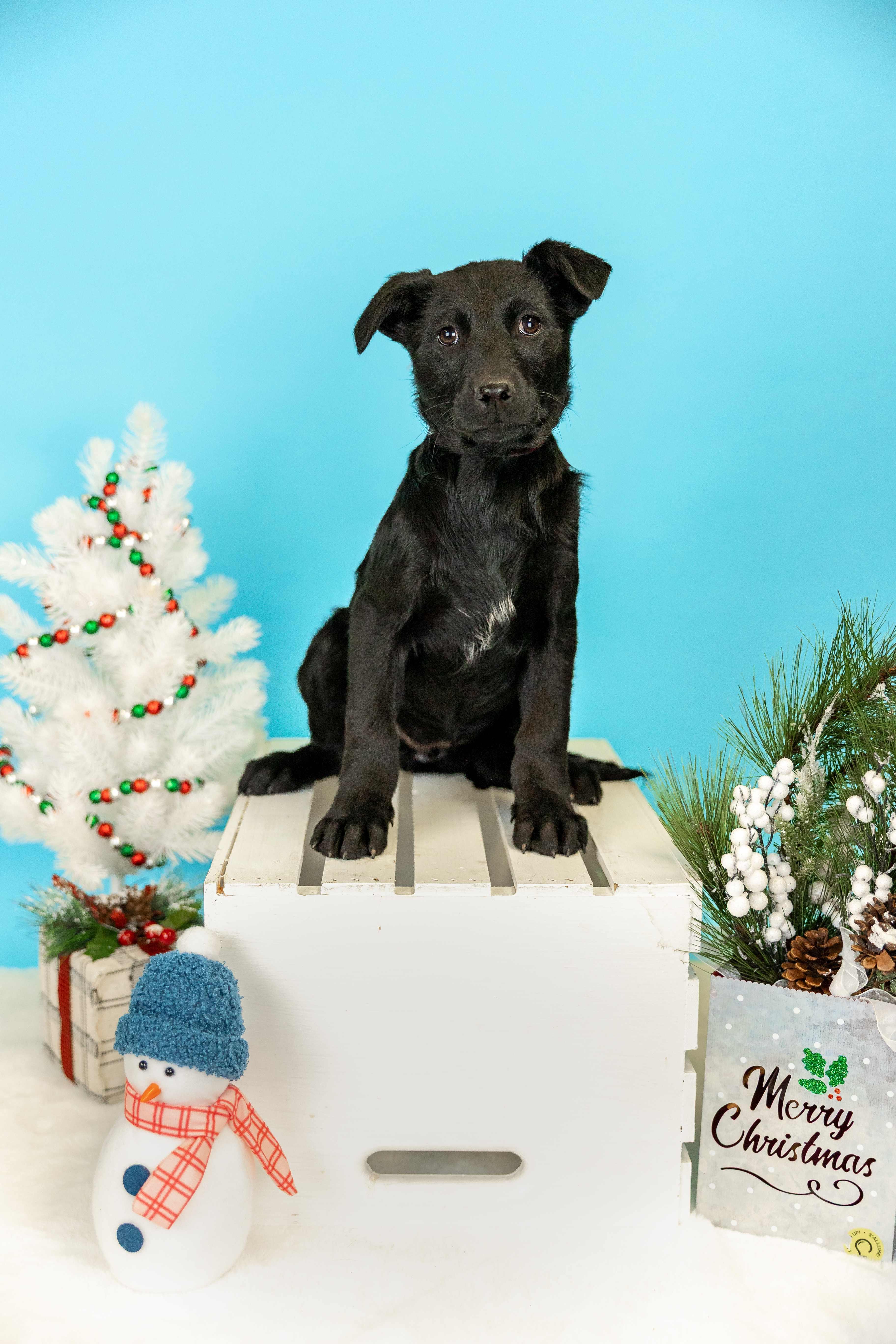 1081-25, ADOPTABLE, Young Female Labrador Retriever.