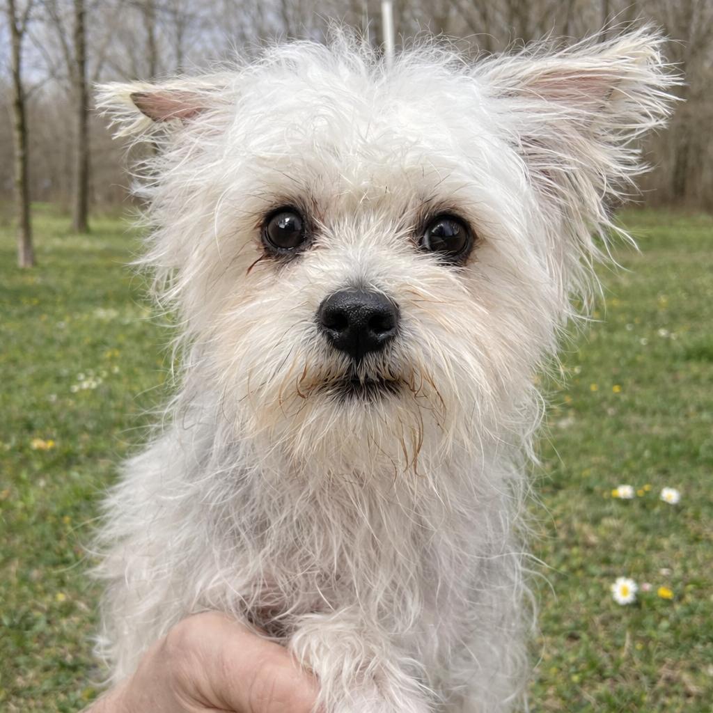 Enlarge Noel, an adopted mixed breed in Cranford, NJ image 1/2