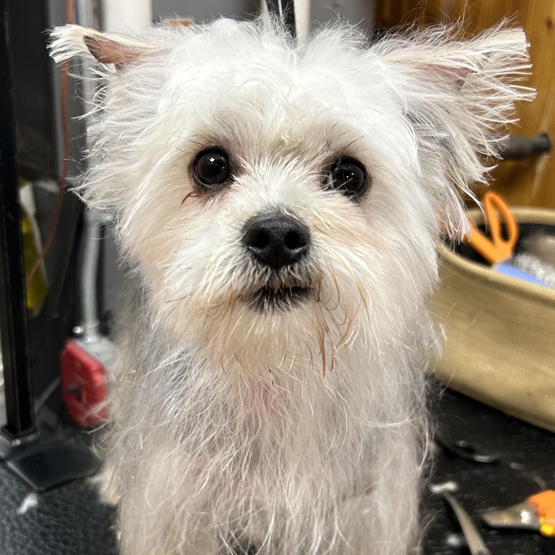 Enlarge Noel, an adopted mixed breed in Cranford, NJ image 2/2