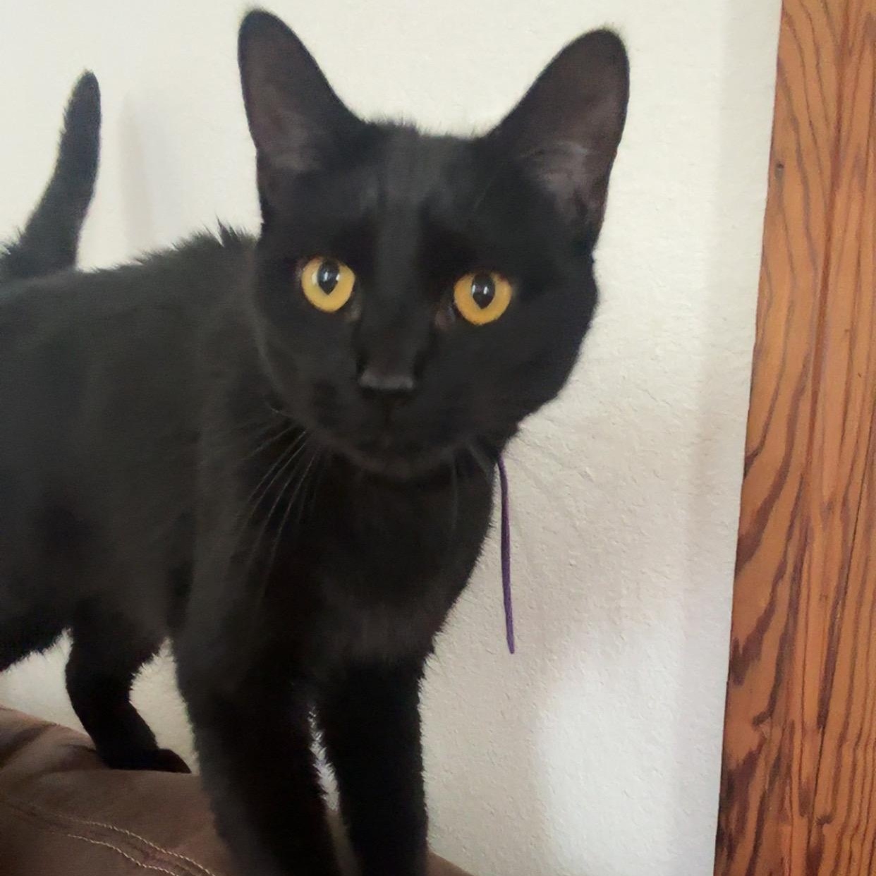 Bela, Adoptable, Adult Female Domestic Short Hair.