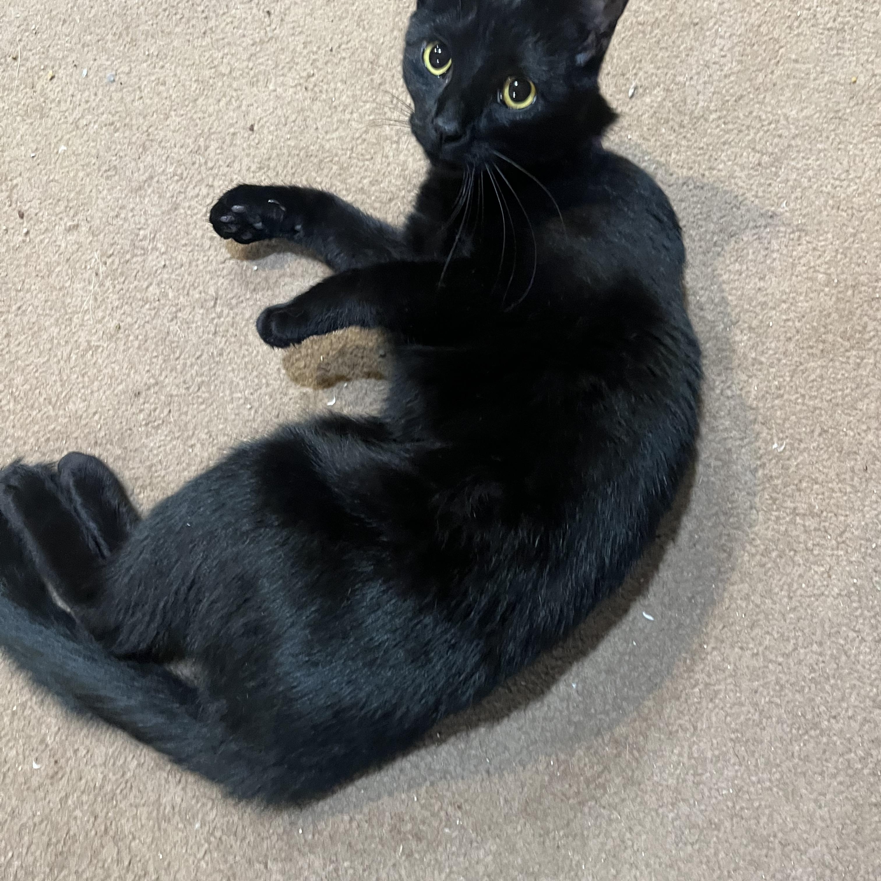 Enlarge Bela, a Adoptable Domestic Short Hair in Madison, WI image 2/4