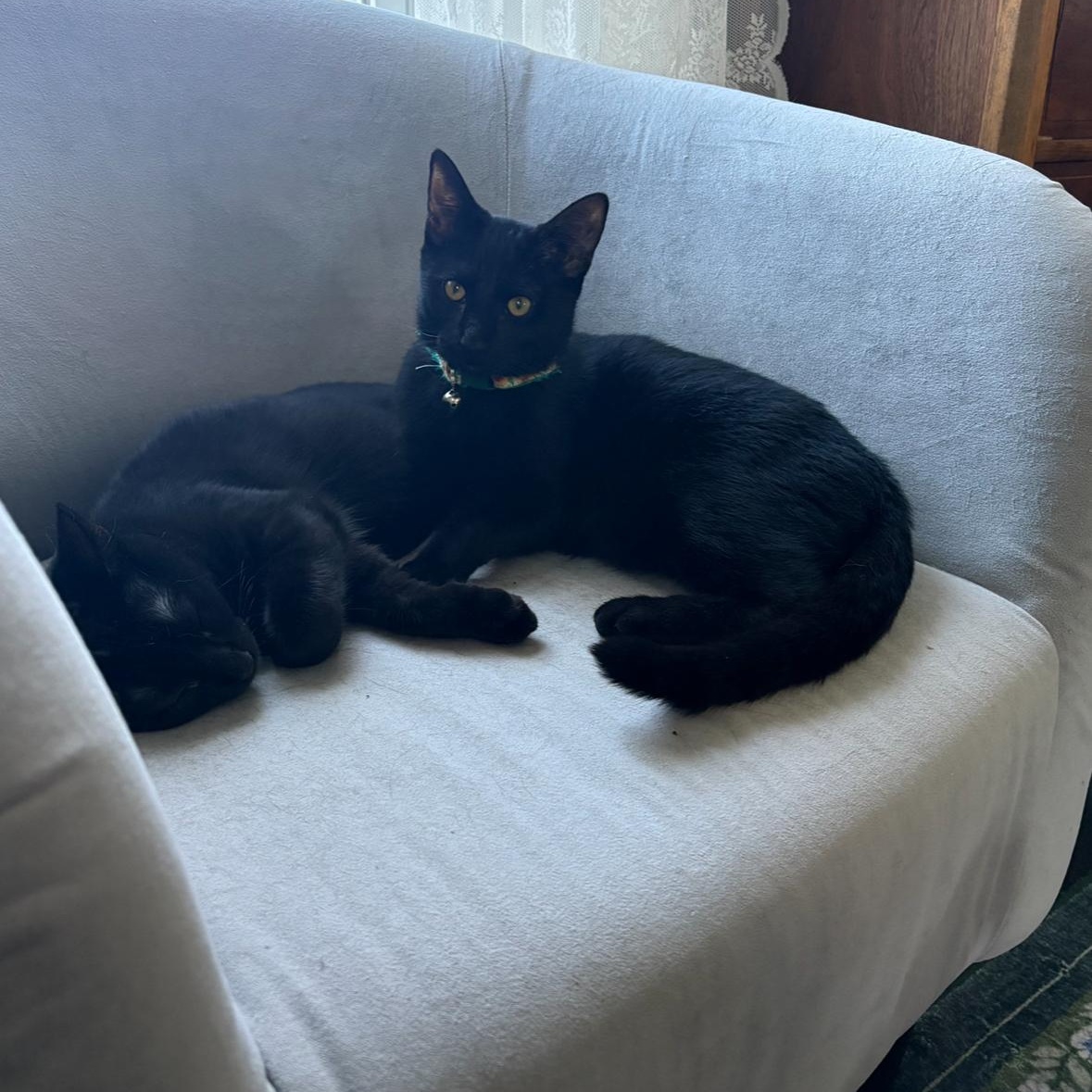 Enlarge Opal (Bonded with Theo), a Adoptable Domestic Short Hair in Hudsonville, MI image 2/2