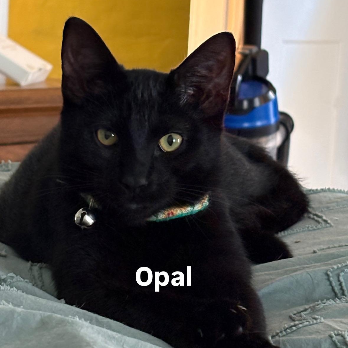 Opal (Bonded with Theo), Adoptable, Kitten Female Domestic Short Hair.