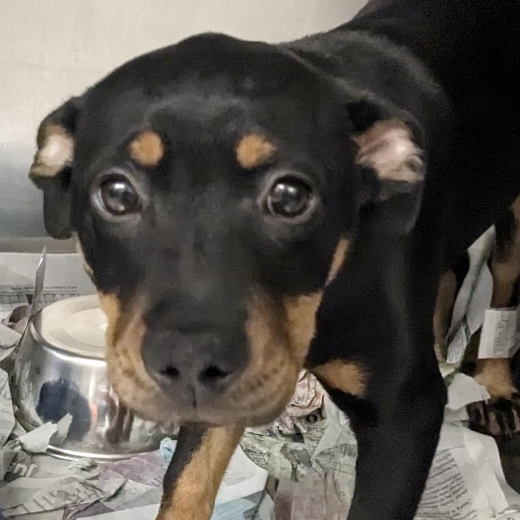 Enlarge Spice Girls, a Adoptable mixed breed in Birmingham, AL image 1/2