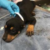 Enlarge Spice Girls, a Adoptable mixed breed in Birmingham, AL image 2/2