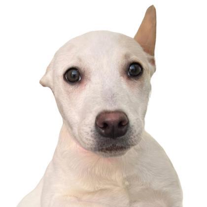 Snookums, Adoptable, Puppy Female Cattle Dog & Mixed Breed.