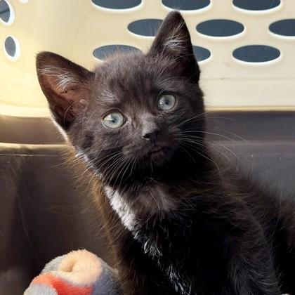 Enlarge Pretty Boy (Bashful Buddy), a Adoptable mixed breed in Wheaton, IL image 1/1
