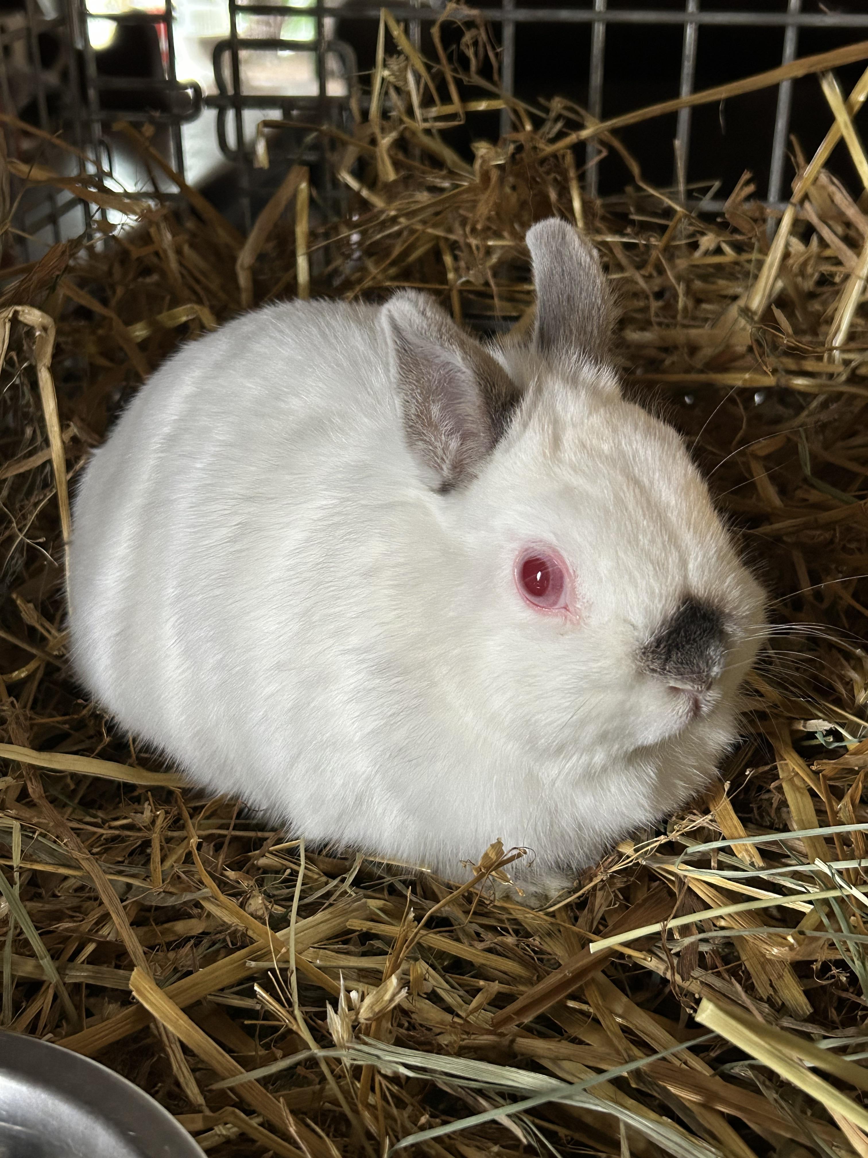 Enlarge Bunny 2, a ADOPTABLE Netherland Dwarf in Troupsburg, NY image 1/1