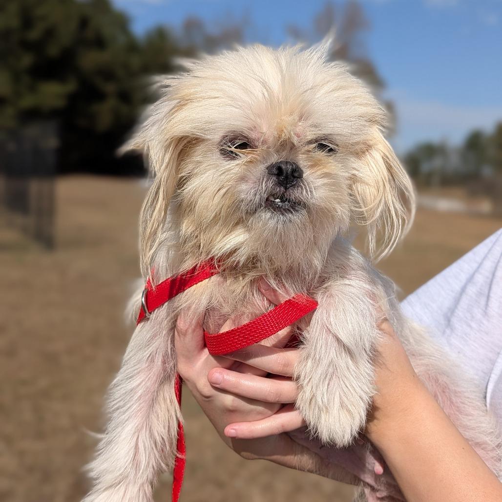 Enlarge Suki 11-2017, a Adoptable mixed breed in Tyrone, GA image 1/3