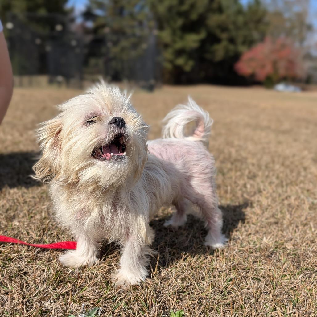 Enlarge Suki 11-2017, a Adoptable mixed breed in Tyrone, GA image 3/3