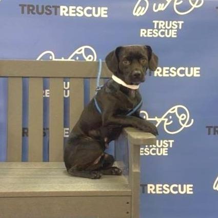 Enlarge TUTTI, a Adoptable mixed breed in Atco, NJ image 1/5