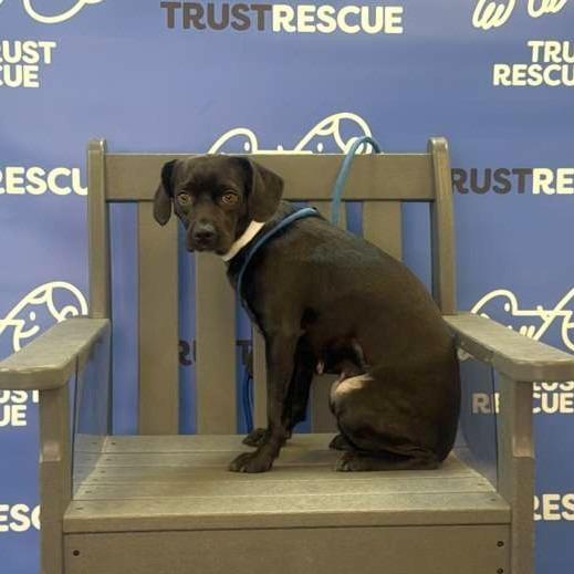 Enlarge TUTTI, a Adoptable mixed breed in Atco, NJ image 2/5