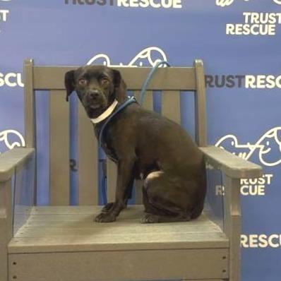 Enlarge TUTTI, a Adoptable mixed breed in Atco, NJ image 3/5