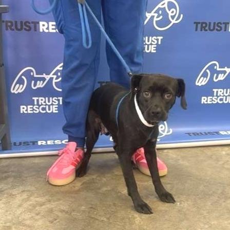 Enlarge TUTTI, a Adoptable mixed breed in Atco, NJ image 4/5