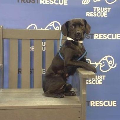 Enlarge TUTTI, a Adoptable mixed breed in Atco, NJ image 5/5