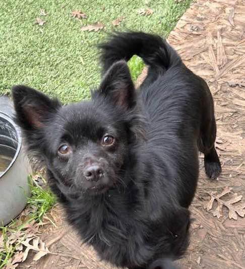 Enlarge MAY, a ADOPTABLE mixed breed in Vacaville, CA image 1/1