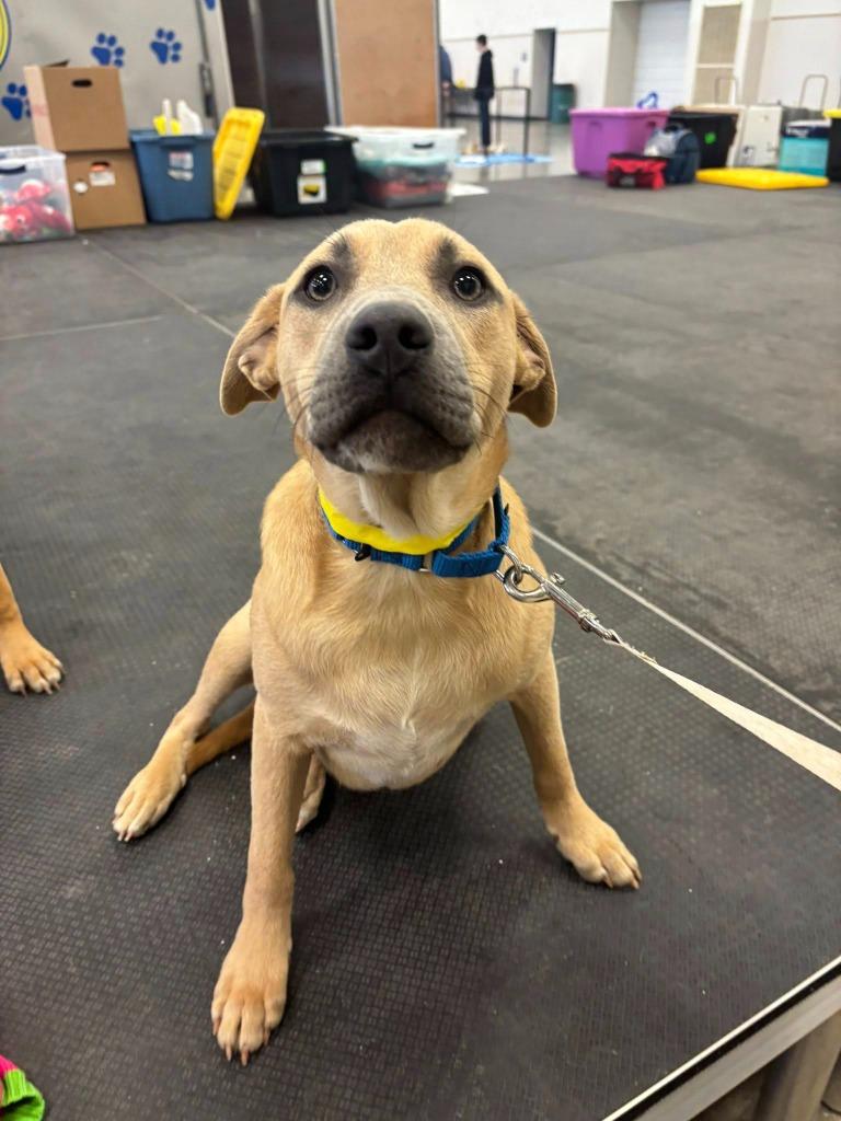 Triceratops, Adoptable, Young Male Mixed Breed.