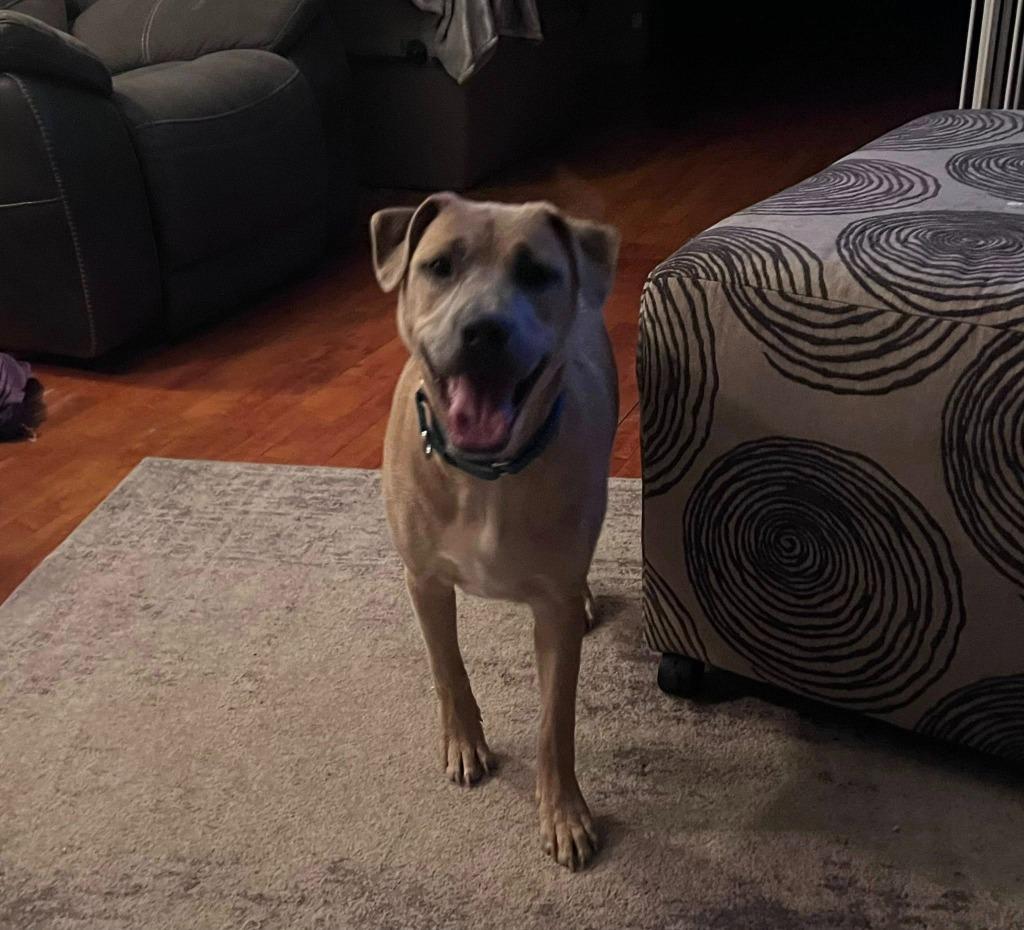 Enlarge Triceratops, a Adoptable mixed breed in Fond Du Lac, WI image 2/6