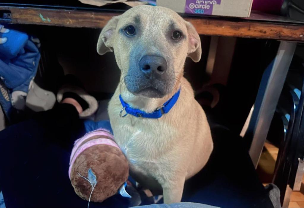 Enlarge Triceratops, a Adoptable mixed breed in Fond Du Lac, WI image 3/6