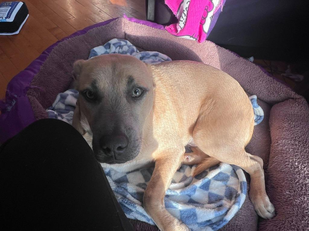 Enlarge Triceratops, a Adoptable mixed breed in Fond Du Lac, WI image 5/6