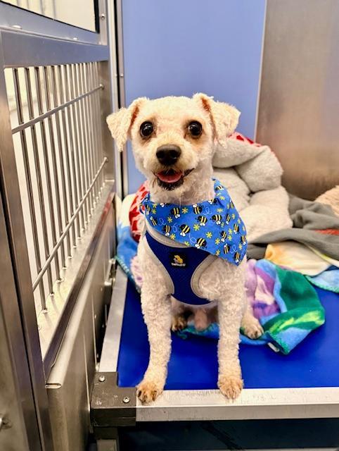 Spike, adopted, Adult Male Miniature Poodle.