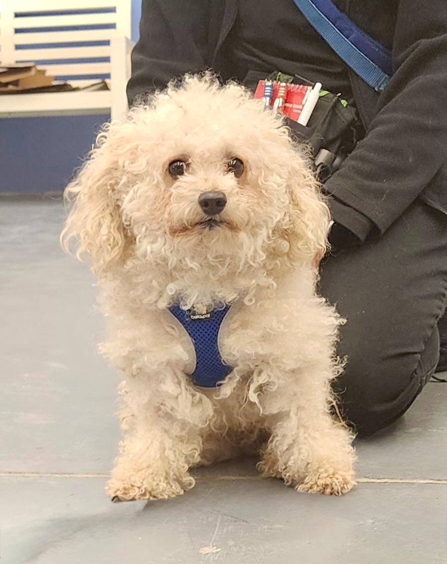 Enlarge Spike, an adopted mixed breed in Winter Haven, FL image 4/4