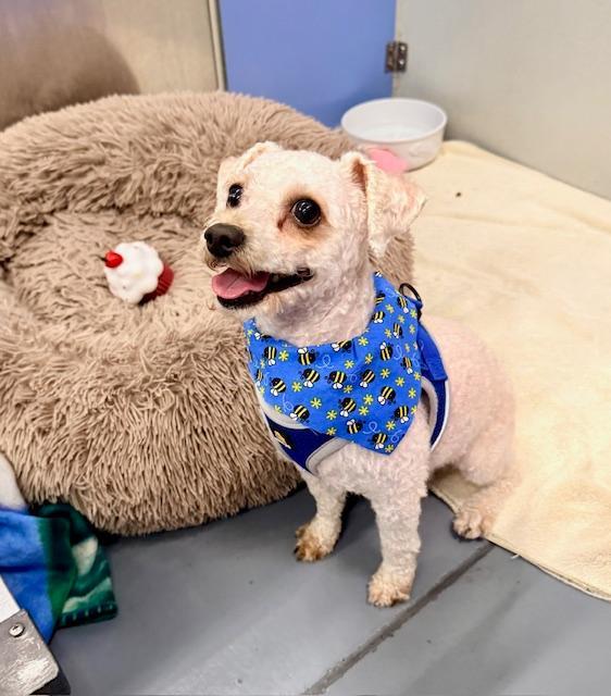 Enlarge Spike, an adopted mixed breed in Winter Haven, FL image 3/4