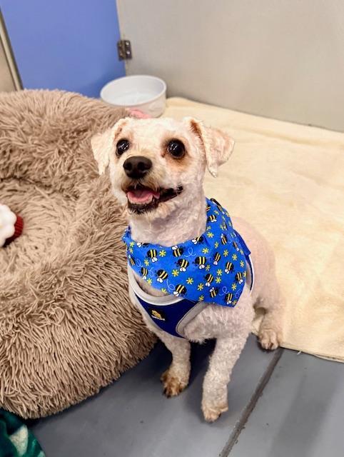 Enlarge Spike, an adopted mixed breed in Winter Haven, FL image 2/4