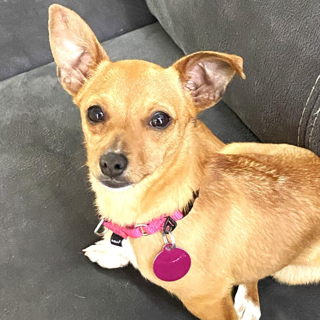 Daisy Mae, Adoptable, Young Female Chihuahua.