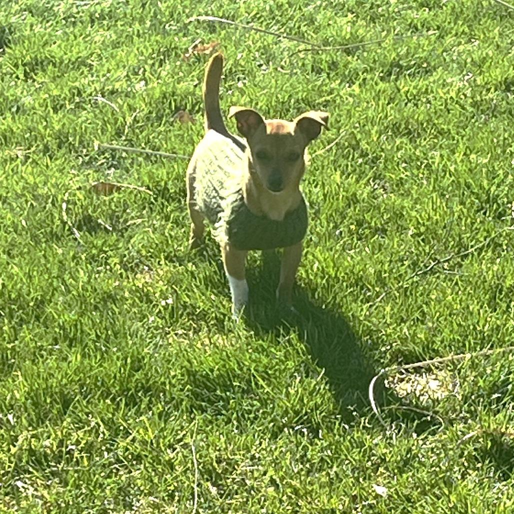 Daisy Mae, a Adoptable Chihuahua in Chantilly, VA image 2/6