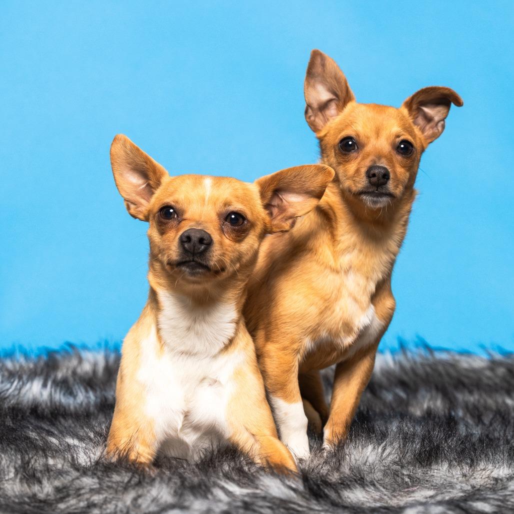Daisy Mae, a Adoptable Chihuahua in Chantilly, VA image 3/6
