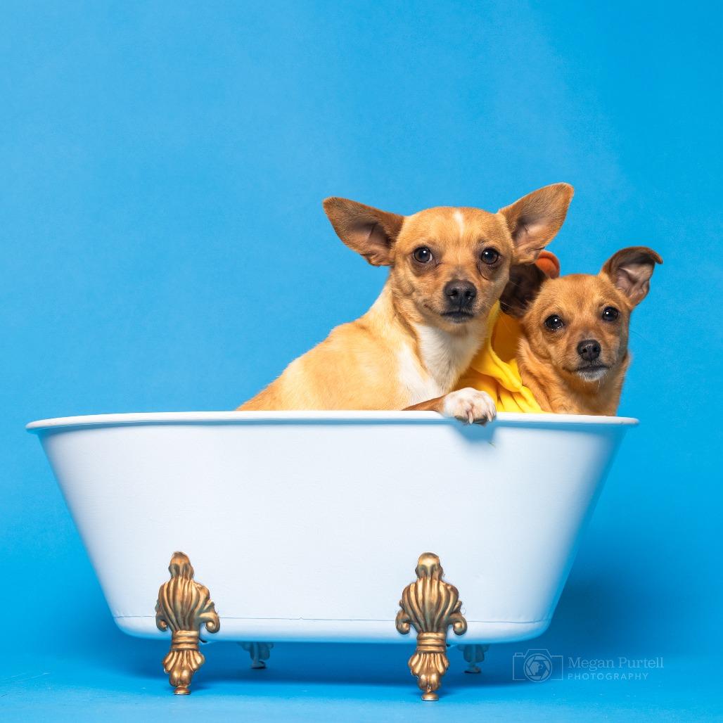 Daisy Mae, a Adoptable Chihuahua in Chantilly, VA image 5/6