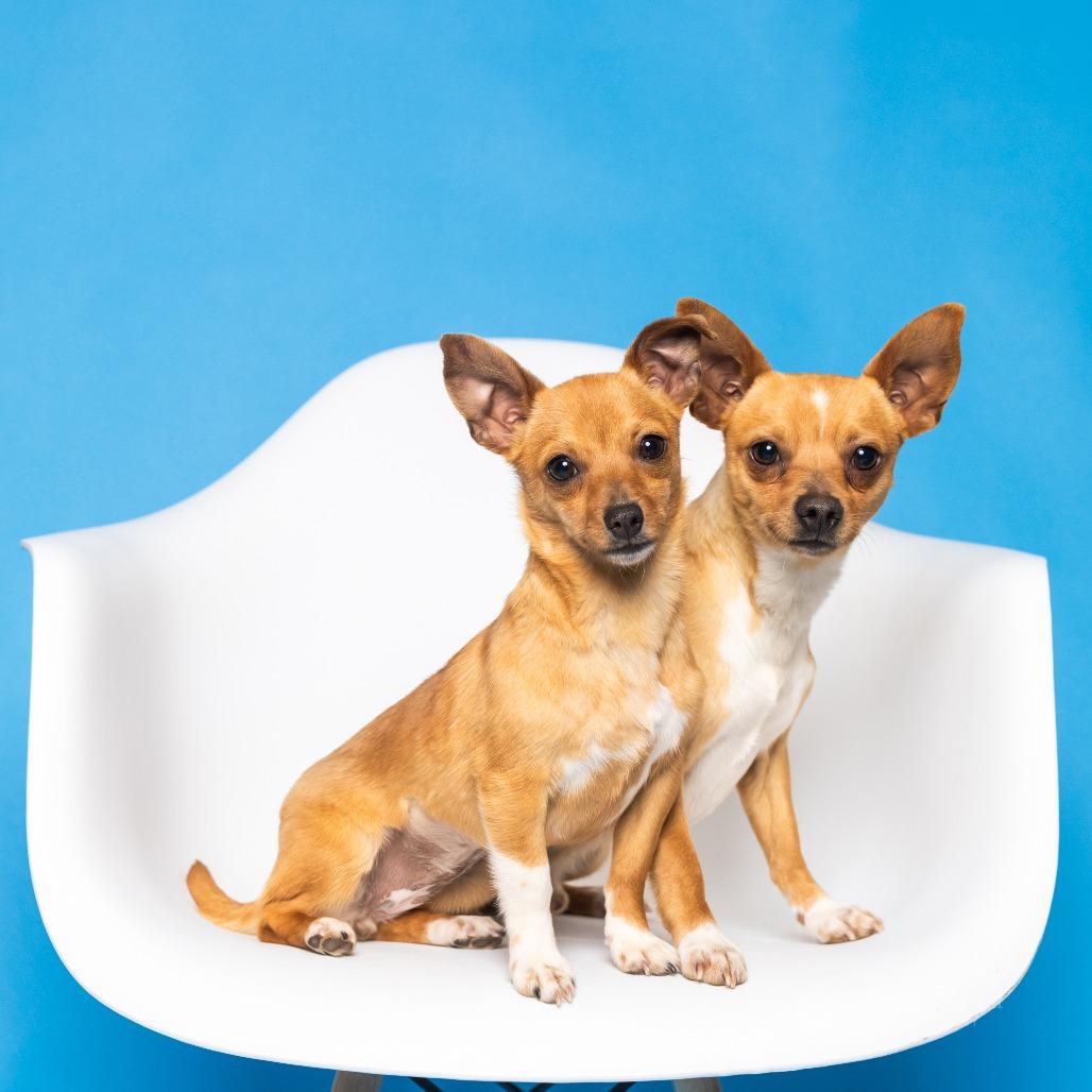 Daisy Mae, a Adoptable Chihuahua in Chantilly, VA image 6/6
