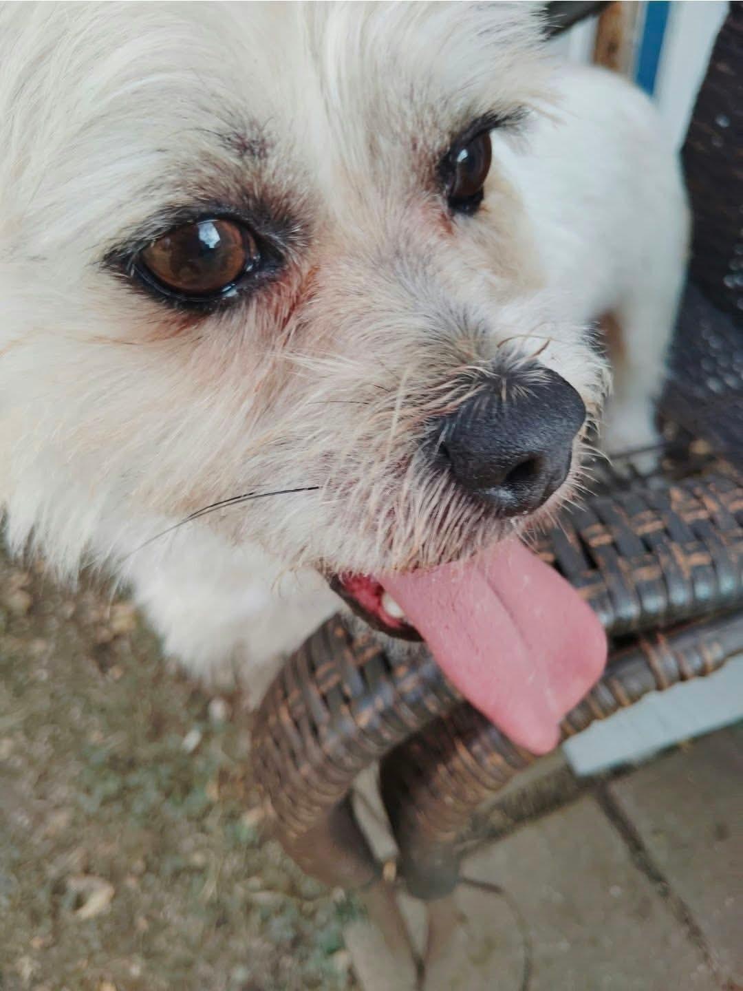 Enlarge Rex, a Adopted mixed breed in Paramus, NJ image 2/5
