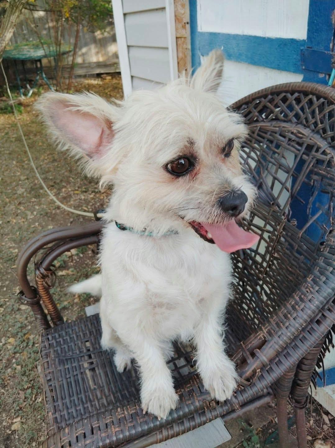 Rex, Adopted, Young Male Terrier.