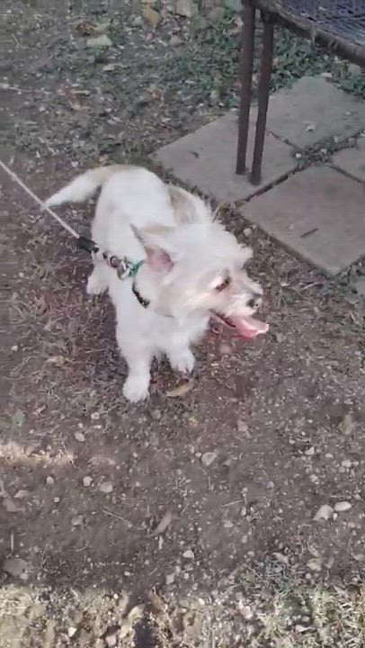 Enlarge Rex, a Adopted mixed breed in Paramus, NJ video 5/5